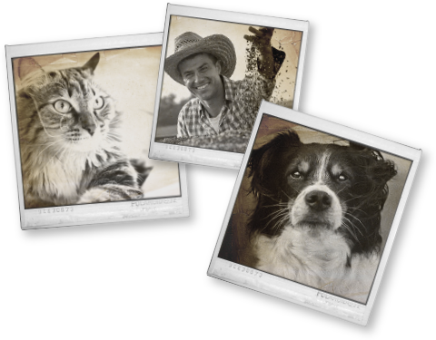Three Polariods - a dog, a cat, and a man waving